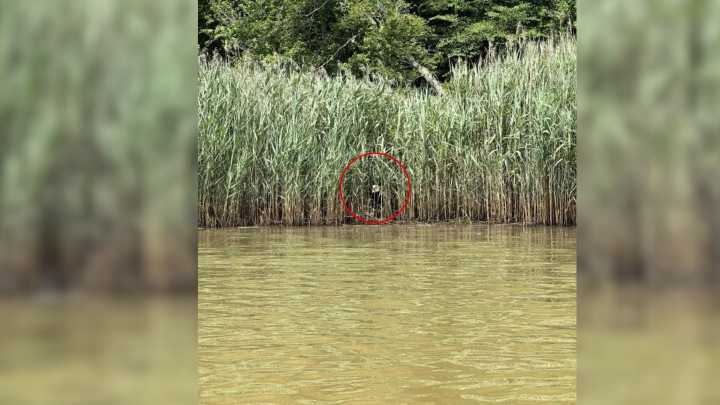 Maryland Kayaker Spots Something Strange In The Reeds And Sets Off An Unlikely Rescue Effort