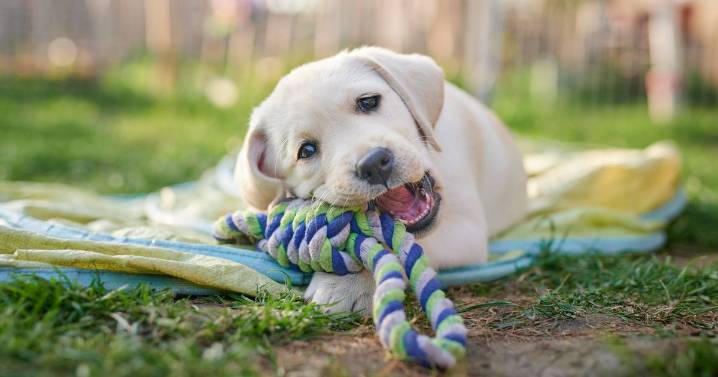 Dog trainer urges owners to enforce important rule 'from day one'