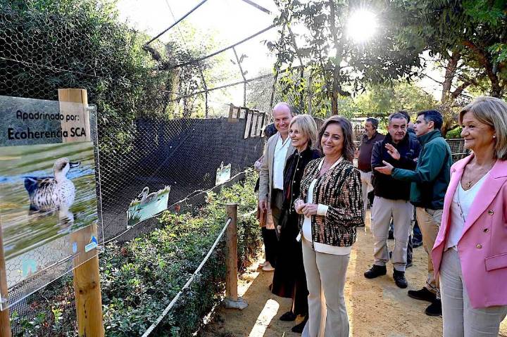 El Zoo de Jerez asume la cría y reproducción de la cerceta pardilla
