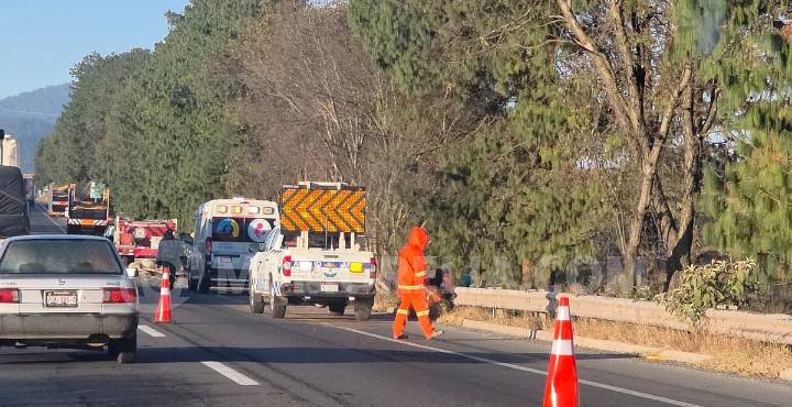 Chocan contra una vaca y se salen de carretera, en la Siglo XXI