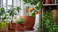 7 Compact Orange Tree Varieties You Can Grow In A Container