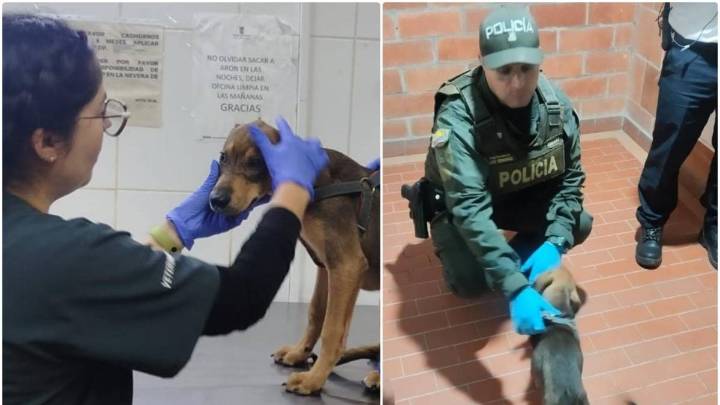 Así fue el rescate de Jack, el perrito en Belén que habría sido maltratado