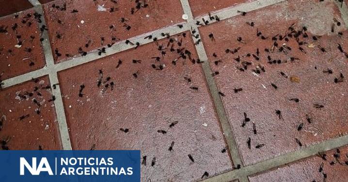 Otra vez invaden hormigas voladoras al AMBA: por qué se produce este fenómeno
