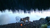Watch This Wolf Pull Off an Absolutely Genius Crab Trap Heist