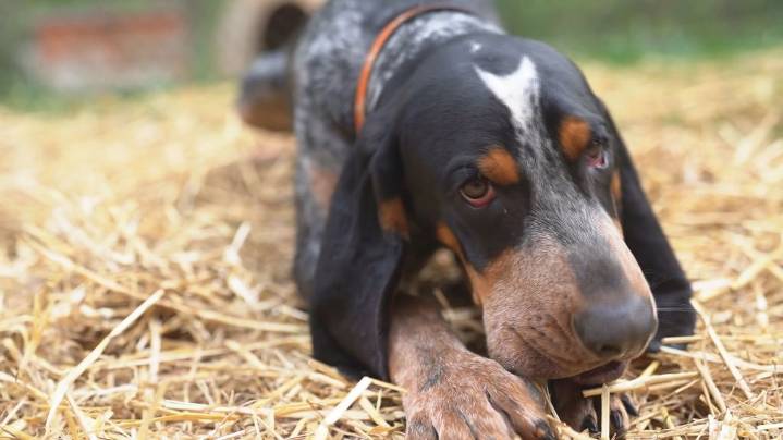 UT Mascot Smokey XI retires after 2 seasons with the Vols