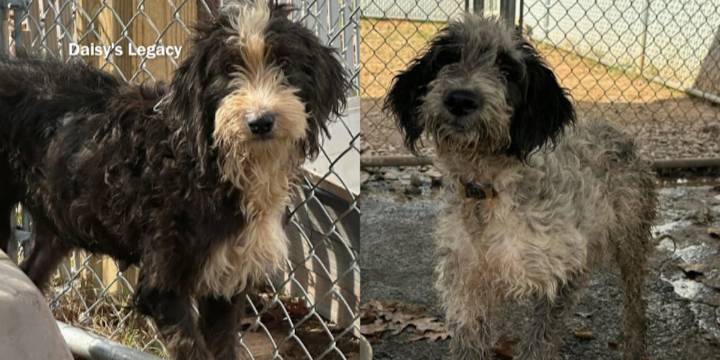 Charges filed in Henry County hoarding case of 106 dogs