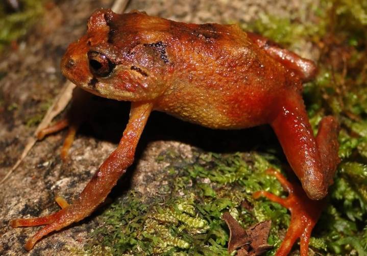 Descubren nuevas especies de ranas en los “bosques enanos” de los Andes de Perú