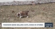 New Madison ordinance takes aim at puppy mills by banning sale of cats, dogs in pet stores