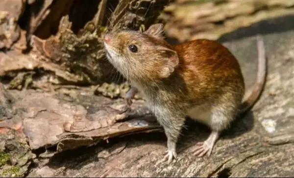 Hantavirus: confirmaron un caso en Bariloche