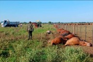 Un rayo mató a 31 novillos en un establecimiento rural del sudoeste chaqueño