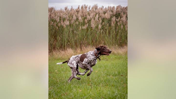 Paws on duty: Cook County Sheriff’s Bomb Squad welcomes K9 Riz