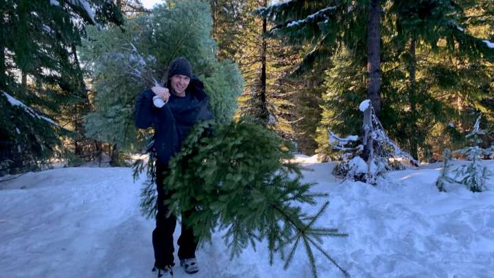 How to get a Christmas tree in Oregon's national forest