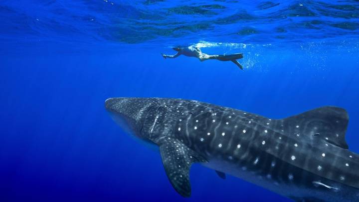 Governments endorse greater protections for sharks amid concerns about overfishing