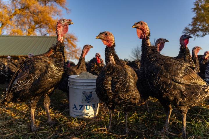 Bird flu cases are on the rise again, including 2 million turkeys. Will that affect your Thanksgiving dinner?