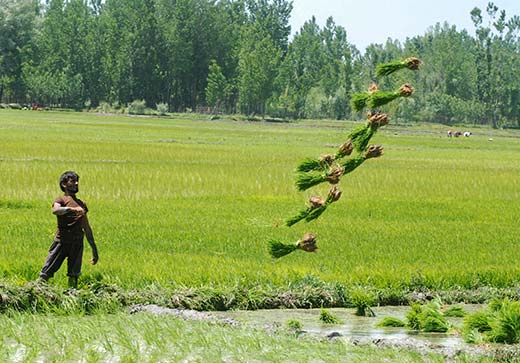 Kakapora Farmers Struggle Amid Unharvested, Flood