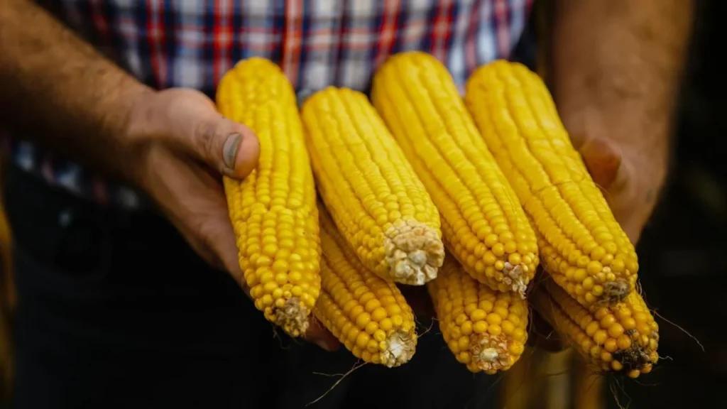 Michoacán publica mecánica operativa del apoyo complementario al precio del maíz