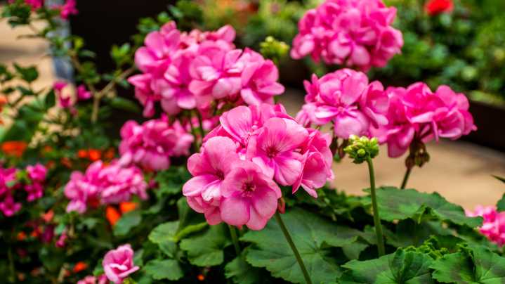 How To Overwinter Dormant Geraniums For Stunning Blooms Next Season