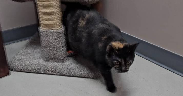 Cedar Bend Humane Society Pet of the Week