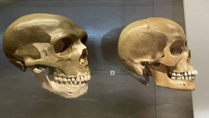 Why Did Neanderthals Look Different To Us? The Answer Lies In Our "Dark Genome"