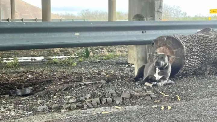 Texas Rescue Mission Begins With Hope But Reveals The Harsh Reality Of Neglect And Suffering