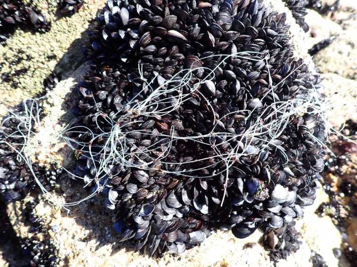 Un estudio revela que los residuos plásticos modifican la estructura y el rendimiento del mejillón