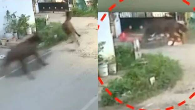 Corporation employee injured after being bitten by a horse