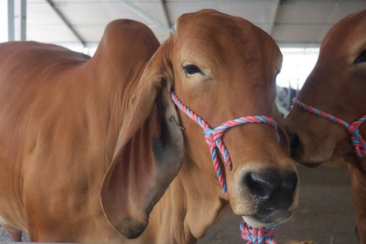 Expo Agroindustrial 2025 arranca este miércoles 26 de noviembre en Maturín