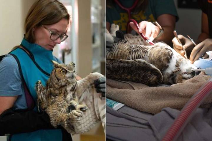 Great-Horned Owl Falls into Cement Mixer, Needs Rescue's Help to Free Him from Concrete