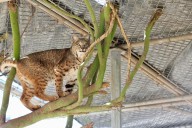 Wildlife sanctuary and rehab center a well-kept Scottsdale secret
