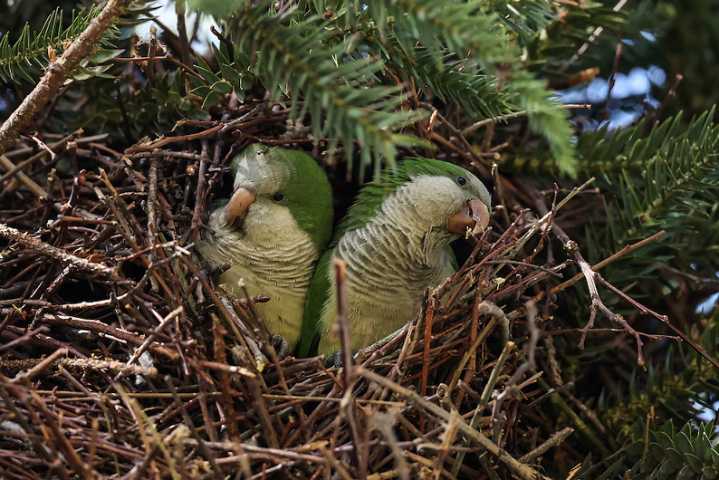Cómo construyen las cotorras sus amistades más fuertes: el sorprendente paralelismo con los humanos