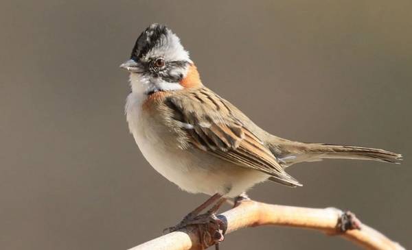 El pájaro que más vas a escuchar en primavera por su canto envolvente