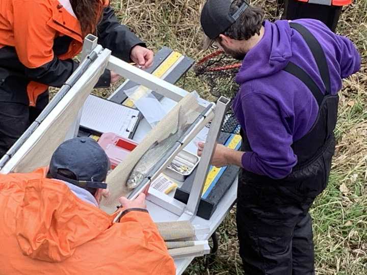 Tribes move whitefish upriver in bid to revive Great Lakes runs