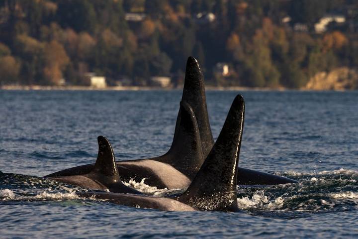 Endangered orcas return to Puget Sound without newborn J64, presumed dead
