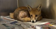 Fox trapped inside Amazon delivery van engine rescued