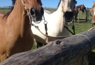 Chorro, pero de buen gusto | Condenaron a un salteño que sustrajo una yegua de raza peruana