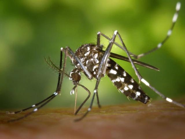 Dengue death toll rises to 364 in Bangladesh after eight new fatalities