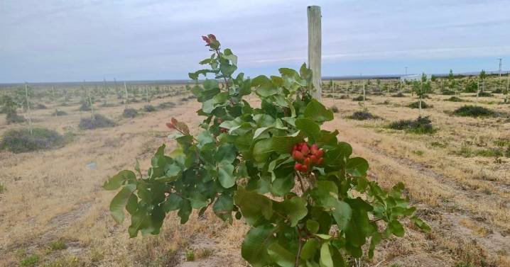 Crecen los primeros pistachos cerca del Alto Valle: «Es la confirmación de que nuestra apuesta por el lugar era correcta»