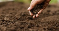 Gardeners urged to add one thing to soil in November