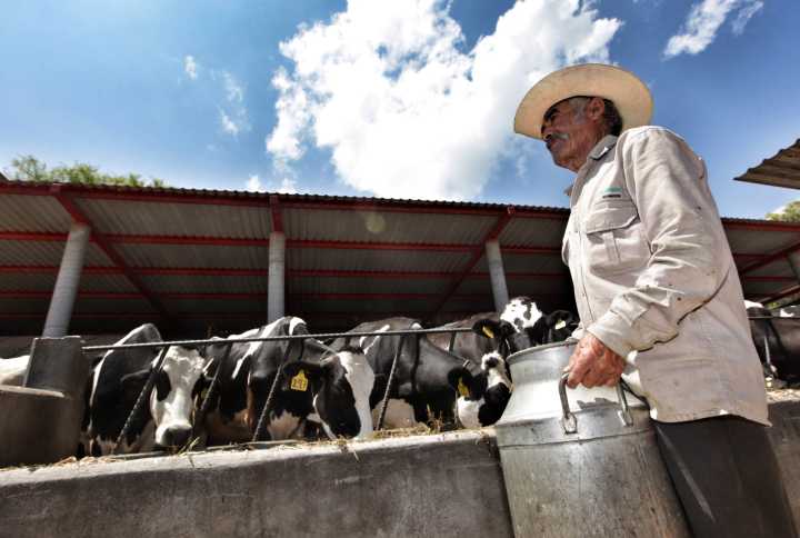 Inteligencia artificial mejorará la producción de carne y leche