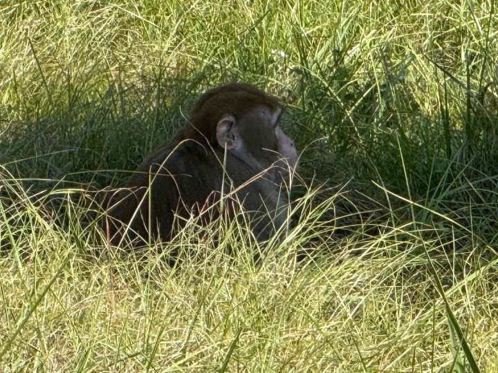 Mississippi woman kills escaped monkey on her property