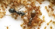 Research reveals ants use ‘chemical warfare’ to kill their queens
