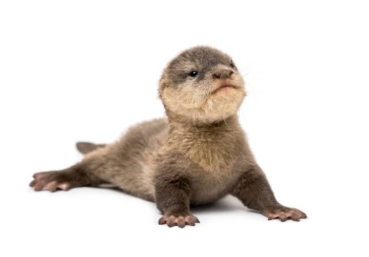 Meet Splash the cadaver-finding otter
