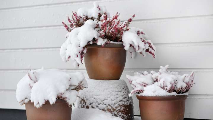 The Simple Trick That Can Help Protect Your Outdoor Plants From Frost During Winter