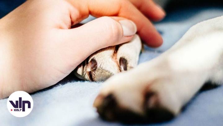 Duelo laboral por mascotas: Diputados aprueban día de permiso pagado por fallecimiento de animal de compañía