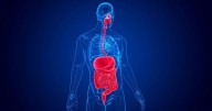 Study Finds Surprising Link Between Gut and Brain Rhythms