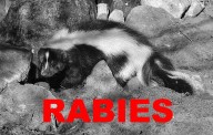 Rabid animal reported in Anderson County; two dogs exposed