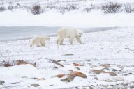 Bear-dar: New line of defence for humans and polar bears in the North