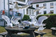 New Study Reveals Best Way To Stop Seagulls From Stealing Your Food