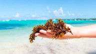 Sargazo en el Caribe: qué es, por qué aparece y cómo evitarlo