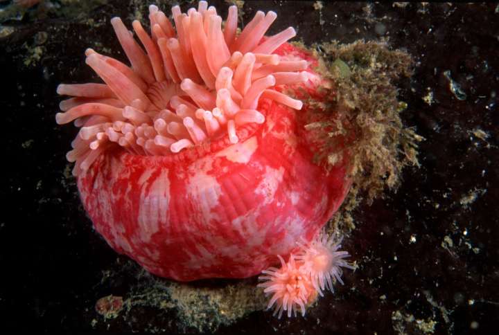 Watch a sea anemone defend itself against a predatory starfish in this incredible video